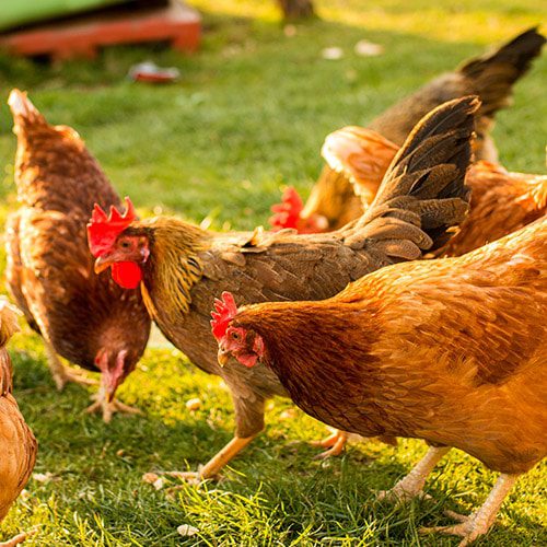 découvrez notre comparatif naturama, une analyse approfondie des produits et services écologiques pour vous aider à choisir les meilleures options durables. trouvez des astuces et conseils pour un mode de vie respectueux de l'environnement.