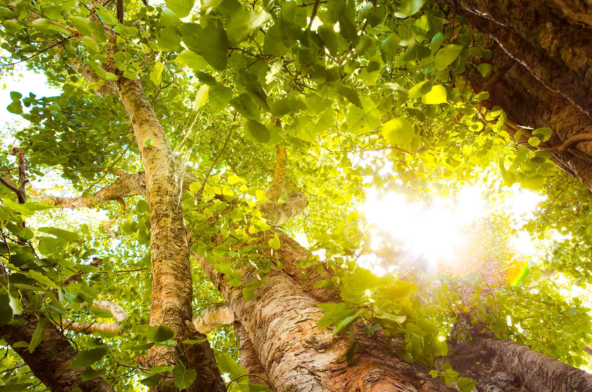 découvrez les impacts environnementaux des panneaux photovoltaïques, de leur fabrication à leur fin de vie. analysez les avantages et inconvénients de cette source d'énergie renouvelable sur notre planète et comment elle peut contribuer à un avenir plus durable.