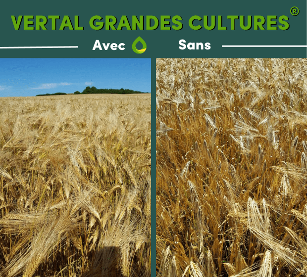 découvrez les solutions innovantes de bioglobal pour une agriculture durable. engagez-vous pour un avenir plus vert avec des pratiques respectueuses de l'environnement qui favorisent la biodiversité et la santé des sols.