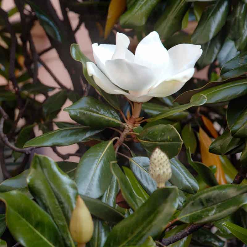 découvrez notre comparatif des systèmes grandiflora solar, mettant en avant les meilleures caractéristiques, performances et avis des utilisateurs pour vous aider à faire le choix parfait pour votre installation solaire.