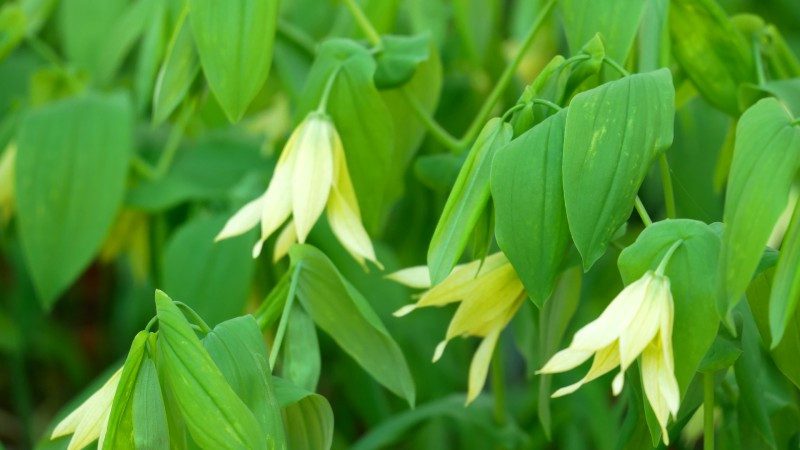 découvrez notre comparatif détaillé des modèles grandiflora solar. comparez les caractéristiques, les avantages et les performances pour faire le meilleur choix. idéal pour les passionnés de jardinage à la recherche de solutions d'énergies renouvelables.