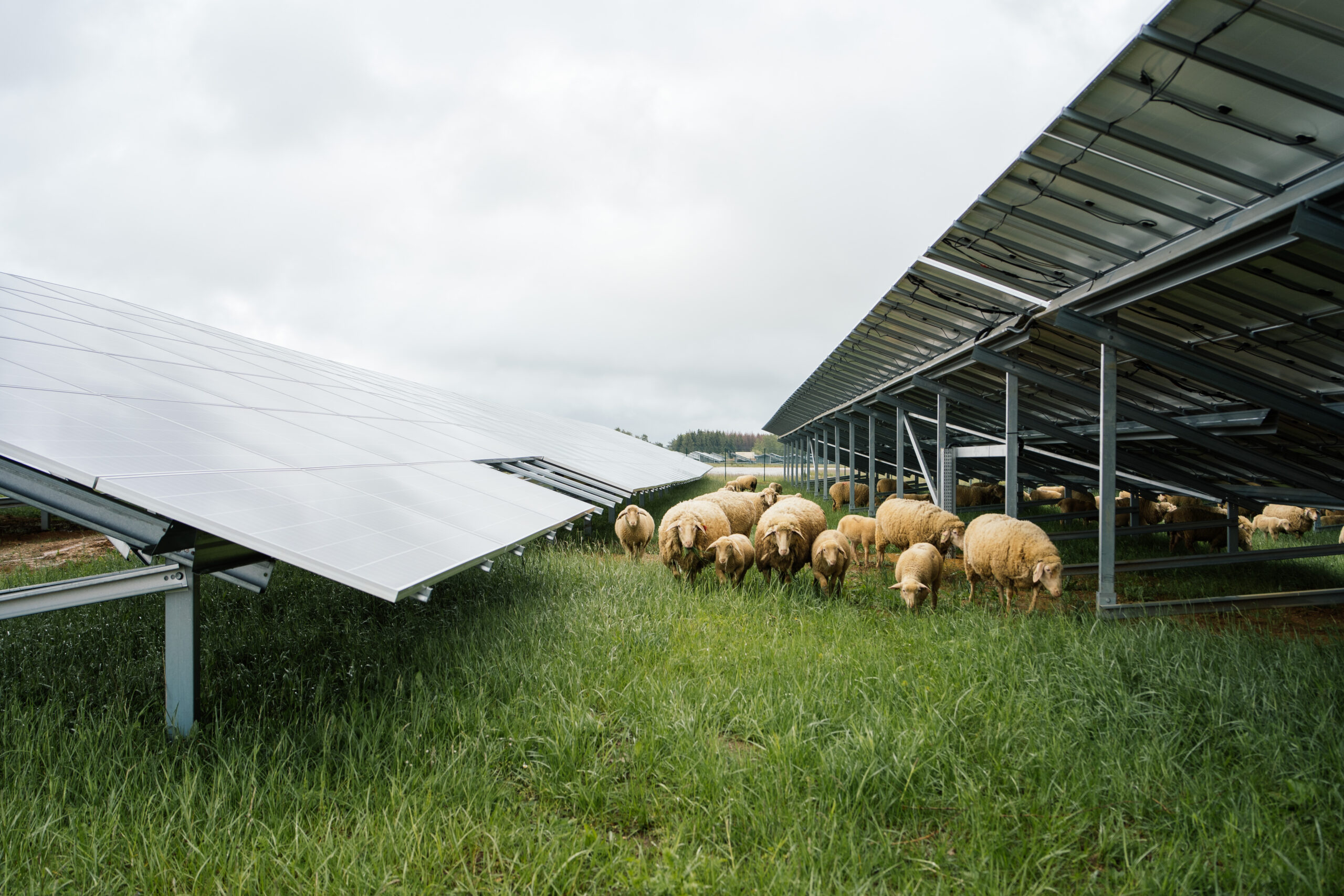 découvrez comment les panneaux photovoltaïques peuvent jouer un rôle clé dans la lutte contre la pauvreté énergétique. explorez les avantages de ces solutions durables pour les ménages à faible revenu et comment elles contribuent à réduire les factures d'électricité tout en favorisant l'accès à une énergie renouvelable accessible.