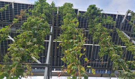 découvrez l'agrivoltaïsme en vendée, une méthode innovante qui combine agriculture et production d'énergie solaire. explorez les avantages écologiques et économiques de cette pratique qui permet d'optimiser les terres agricoles tout en favorisant les énergies renouvelables.