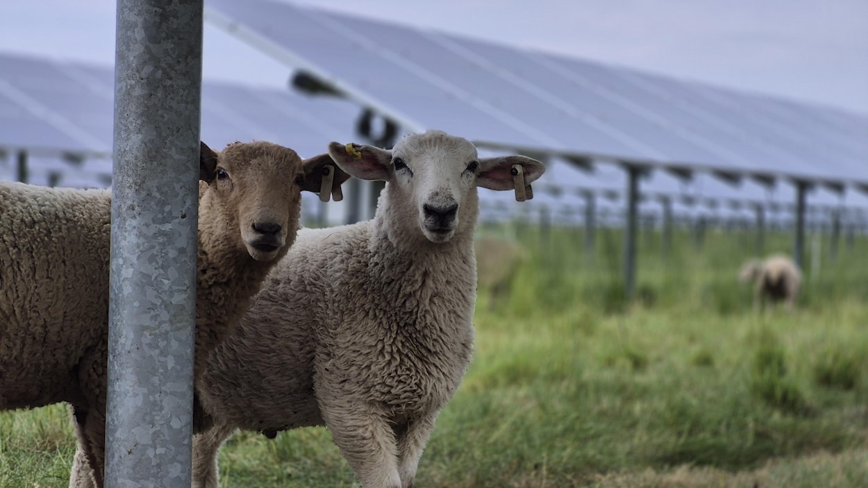 découvrez comment les moutons bénéficient de l'ombre des panneaux solaires à pirey, une solution durable alliant agriculture et énergie renouvelable.