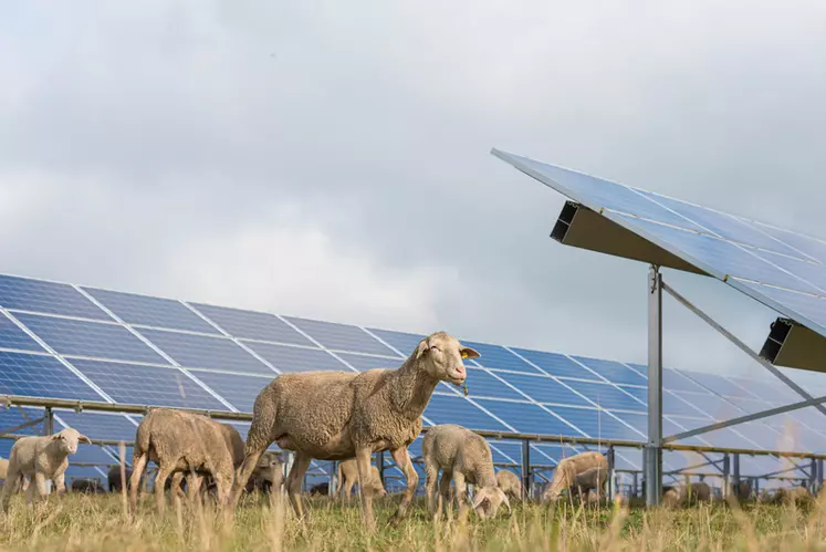 découvrez comment les moutons pâturent à l’ombre des panneaux solaires à pirey, une solution écologique qui allie énergie renouvelable et agriculture durable.